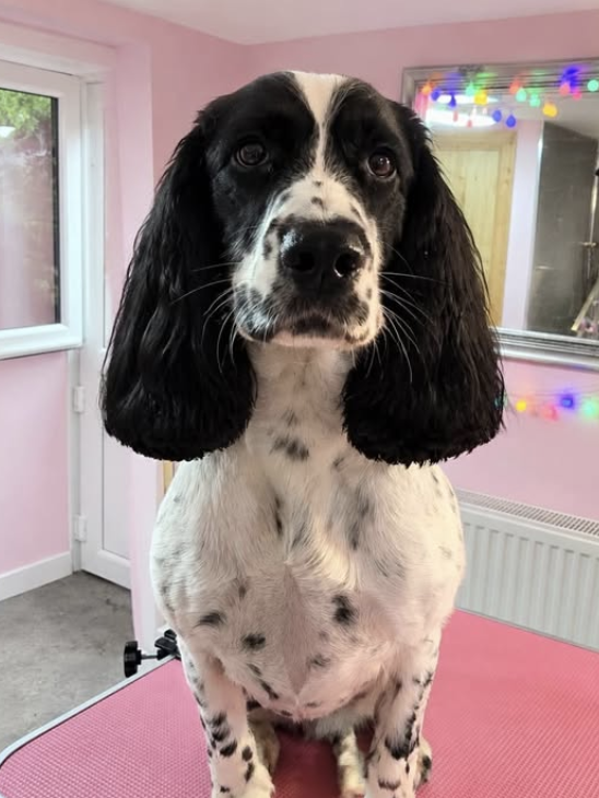 Groomed dog