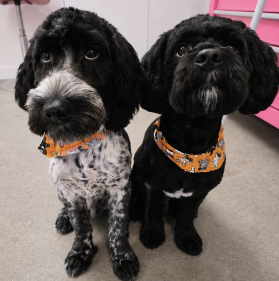 Groomed dog