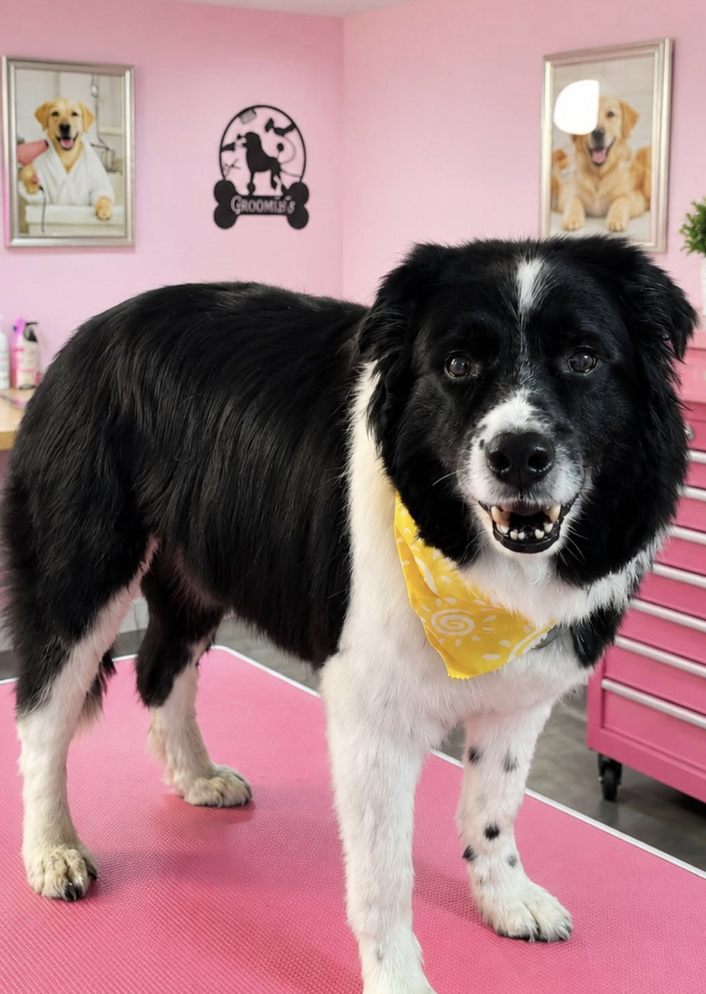 Groomed dog