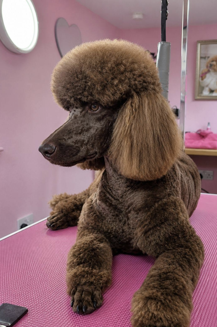 Groomed dog