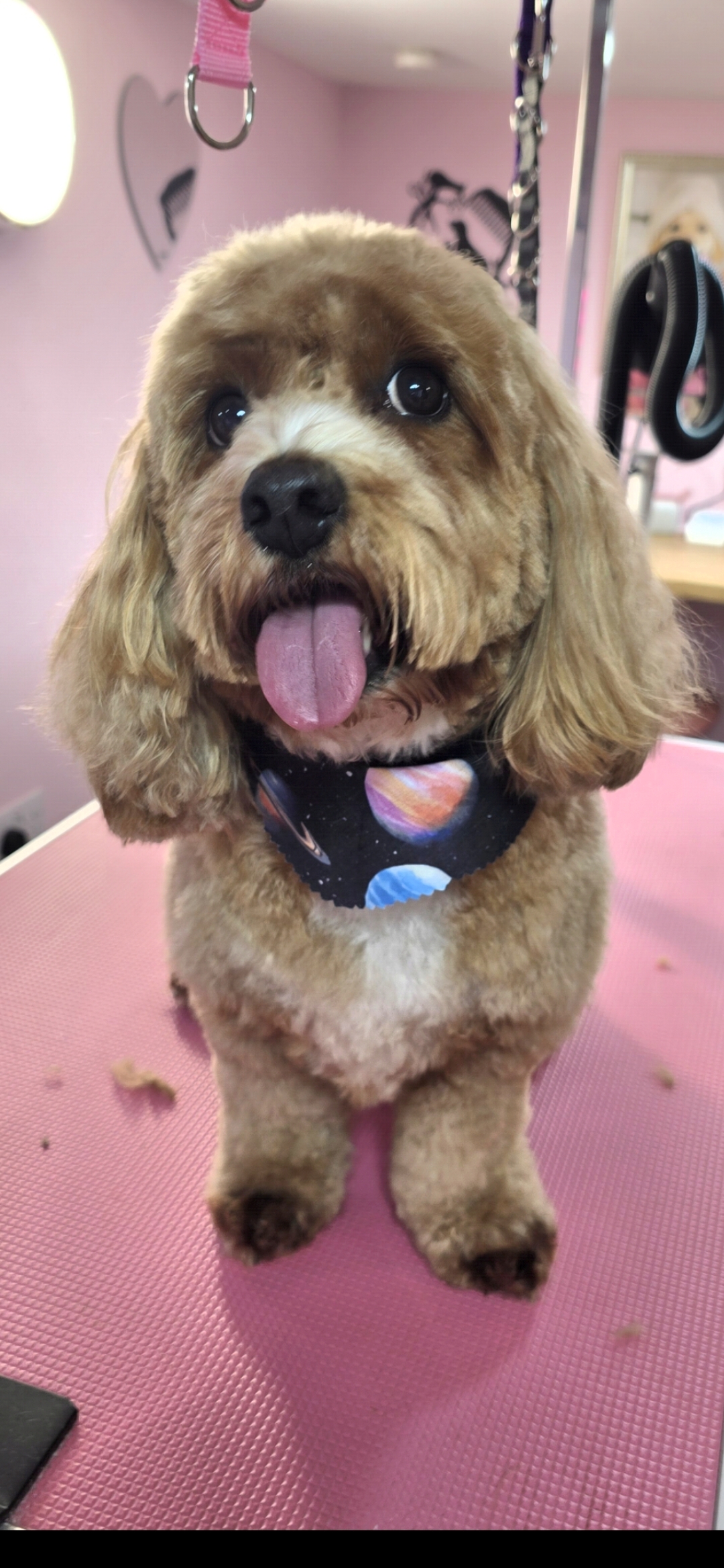 Groomed dog