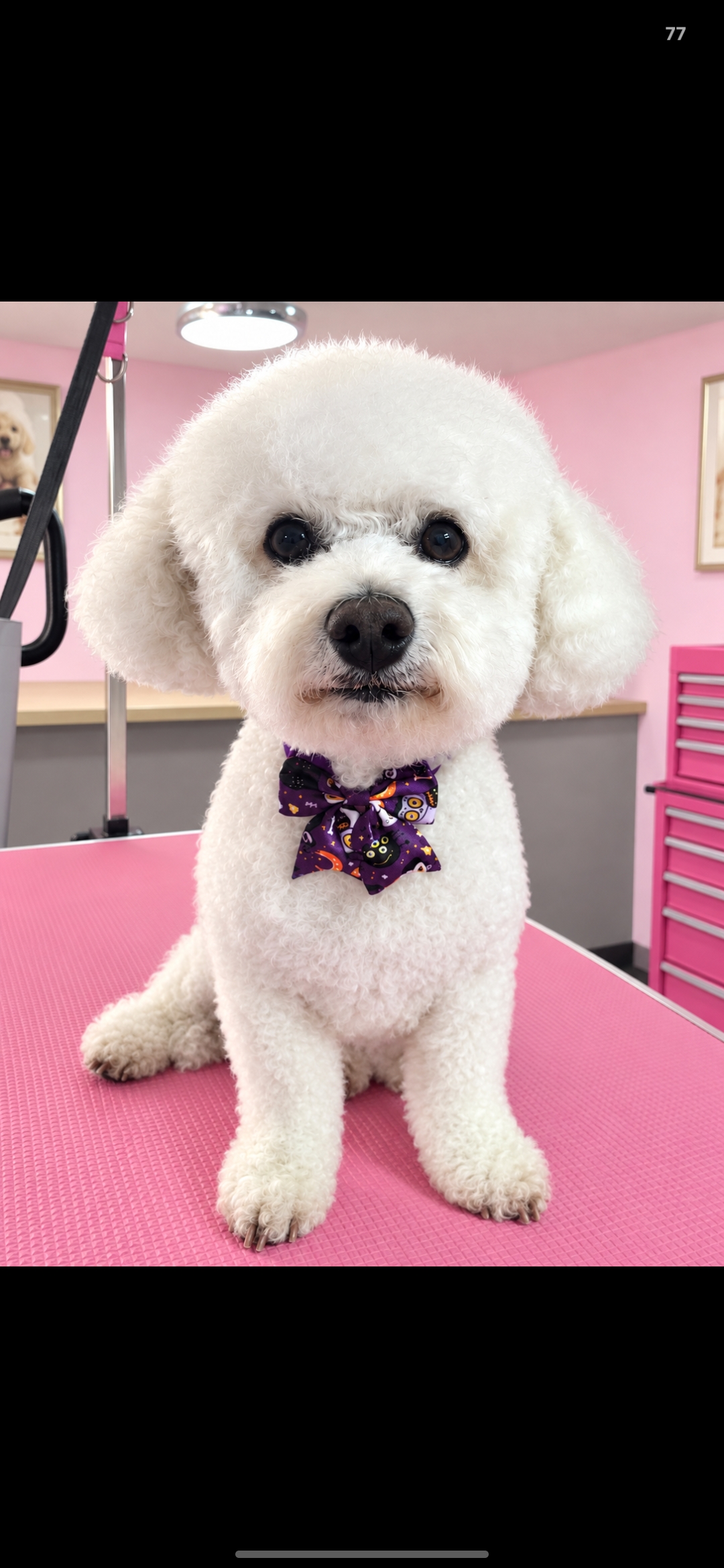 Groomed dog