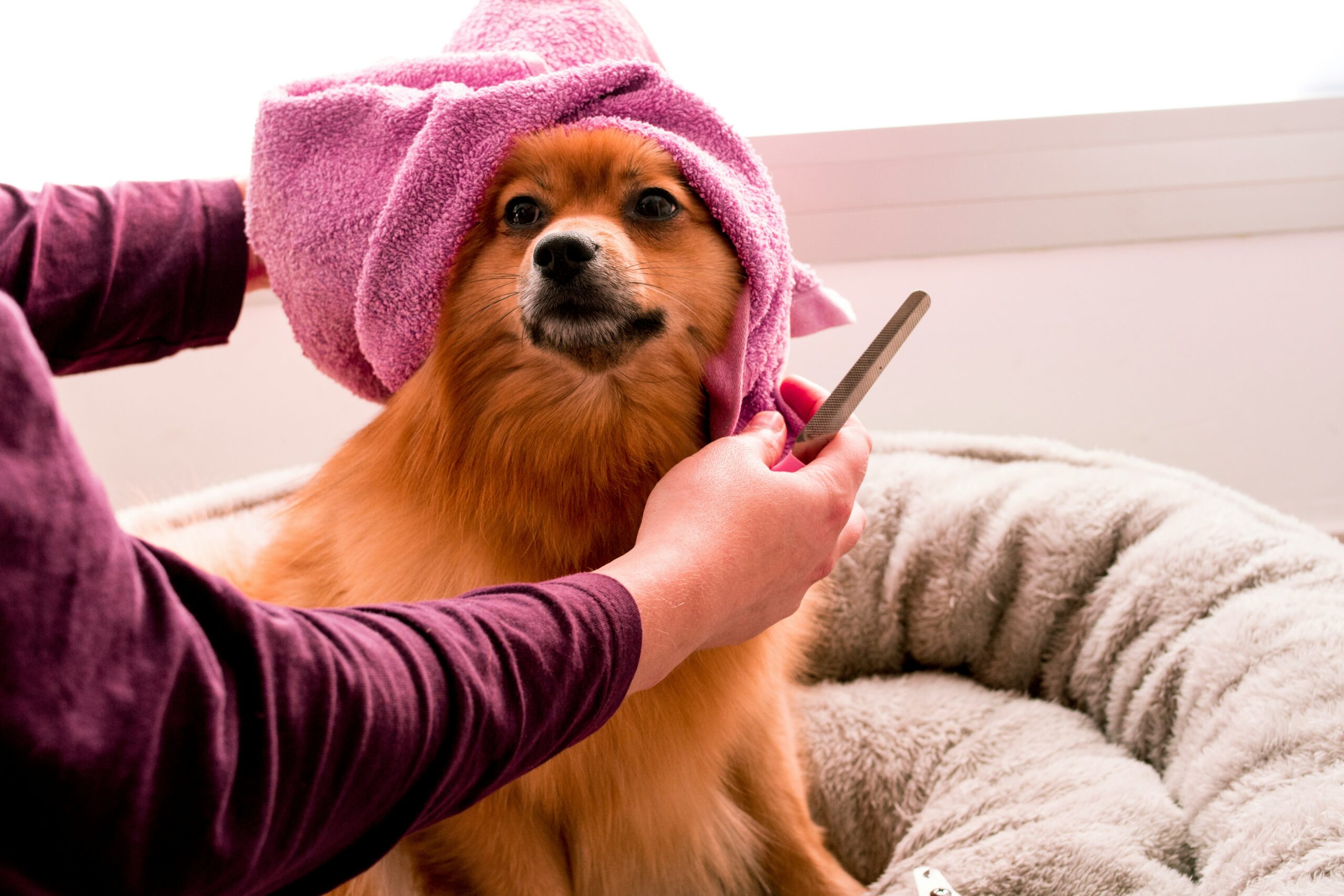 Freshly groomed dog